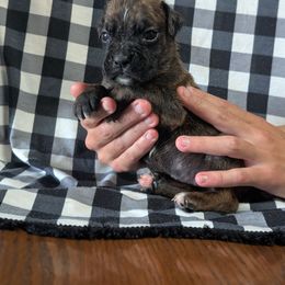 River - Brindle female Boxer puppy in New Holland, Pennsylvania from Shady Rill puppies
