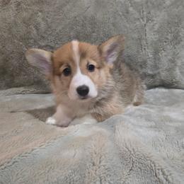 No Collar Male - Red male Pembroke Welsh Corgi puppy in Tenino, Washington from LoneStar Corgis NW