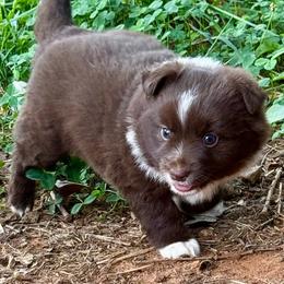Munchkin - Red & white male Miniature Australian Shepherd puppy in Patterson, North Carolina from DreamLine Aussies