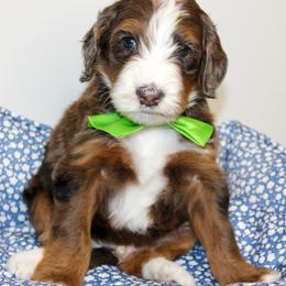 Australian Mountain Doodle, Australian Shepherd, Bernedoodle, Labradoodle, and Poodle Puppies from Island View Poodles & Doodles