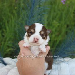 Puddles - Chocolate and white male Chihuahua puppy in Wakarusa, Indiana from My Fuzzy Chihuahuas