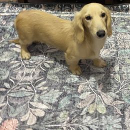 Franky akc breeding prospect embark clear pra clear - Cream male Dachshund puppy in Magnolia, Texas from Carrie’s Countryside Dachshunds