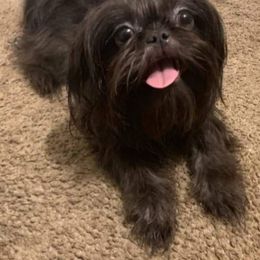 Navi - Shih Tzu