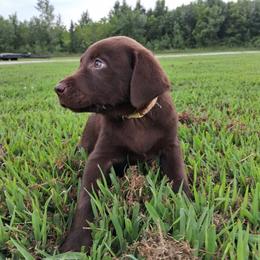 Jack (Yellow Collar) - Chocolate male Labrador Retriever puppy in Commerce, Oklahoma from Standing Water Kennels