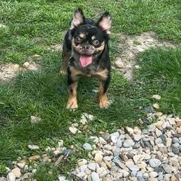 Chosen - French Bulldog