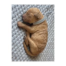 Girl 5- Grey - Red  female Goldendoodle puppy in Ankeny, Iowa from Iowadoodles2love
