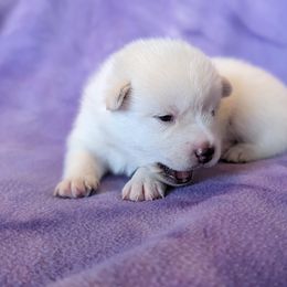 Pomsky Puppies from Valparaiso Pomskys