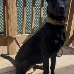 Dutch Shepherd puppies from Maine Working Dogs