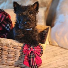Scottish Terrier Puppies from Schulte's  Scottish Terriers