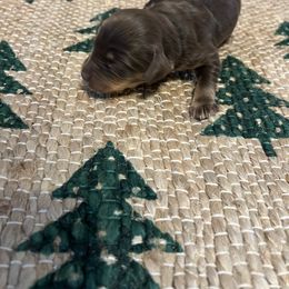 Merry - Red phantom female Aussiedoodle puppy in Yellville, Arkansas from Ozark Mountain Doodles & Pugs