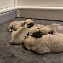 Pug Puppies from Sweet Mercy Farm