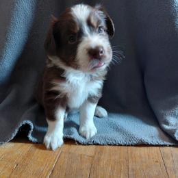 Pink Collar - Red tri-color Australian Shepherd puppy in Kansas from Lifeline Ranch