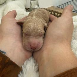 Ginger - Red  female Goldendoodle puppy in Lexington, North Carolina from Southern Grace Acres