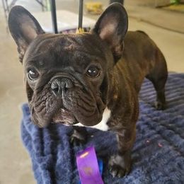 Hari  - French Bulldog