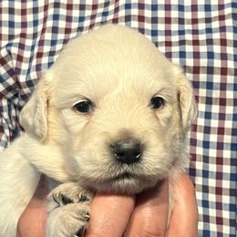 5th pick boy - Light golden male Golden Retriever puppy in Graysville, Tennessee from Country Goldens and Mountain Top Cavaliers