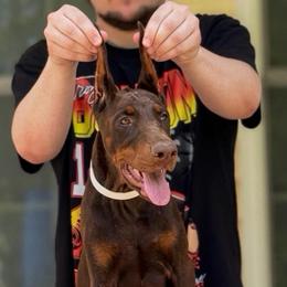 White collar girl - Red and rust female Doberman Pinscher puppy in Stow, Ohio from Imperium Dobermann