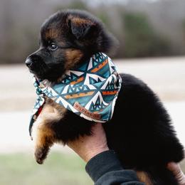 German Shepherd Puppies from di Casa Ortiz German Shepherds