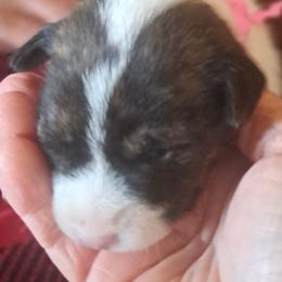 Brindle Girl - Brindle and white female Basenji puppy in Tuttle, Oklahoma from Steadfast Farm (SFF)