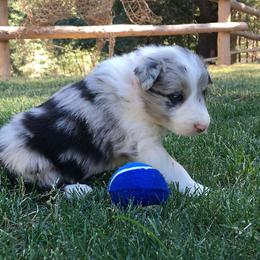 Border Collie Puppies from Team Reeves Ranch