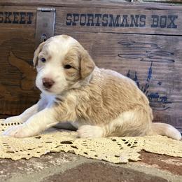 Cody - Apricot male Aussiedoodle puppy in Orange Cove, California from Sand Creek Ranch Aussiedoodles