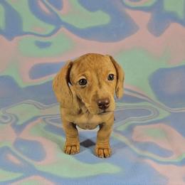 Dachshund Puppies from Newbern's Nuggets