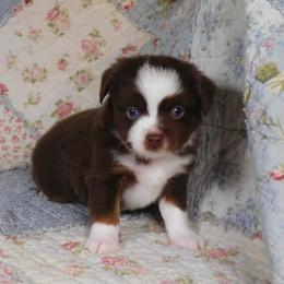 Cricket - Red tri male Toy Australian Shepherd puppy in Okeana, Ohio from Fetching Toy Aussies