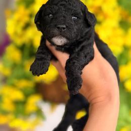 Bonnie - Black female Poodle puppy in Somerset, Kentucky from Hilltop Doodles KY LLC