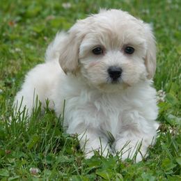 Beatrix - Cream female Maltipoo puppy in Lebanon, Kentucky from Mosaic Merle Doodles
