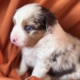 Reacher - Red merle male Miniature Australian Shepherd puppy in Granbury, Texas from Jubilee Acres