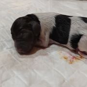 Boy 4 - Kleine Munsterlander puppy in Farmington Hills, Michigan from von den Großen Seen kennel