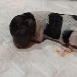 Boy 4 - Kleine Munsterlander puppy in Farmington Hills, Michigan from von den Großen Seen kennel