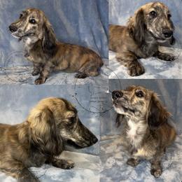 Ross - Brindle male Dachshund puppy in Denham Springs, Louisiana from Rockin’ with Dachshunds
