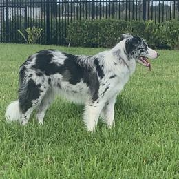 Tae - Border Collie