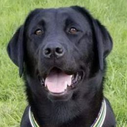 Labrador Retrievers from Naches River Retrievers