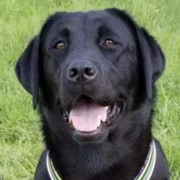 Labrador Retrievers from Naches River Retrievers