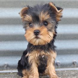 Thelma - Blue and gold female Yorkshire Terrier puppy in Monticello, Iowa from Ashley’s Puppies