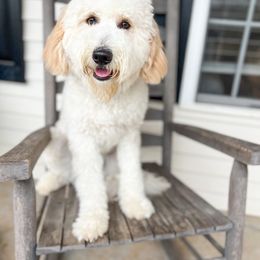 Kobe - Goldendoodle