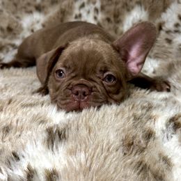 French Bulldog Puppies from The French Bulldog Company LLC