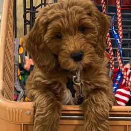 Goldendoodle Puppies from Saluda Ridge Goldendoodles