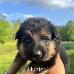 Hunter green - Black and tan male German Shepherd puppy in Grand Rivers, Kentucky from Von Frieden German Shepherds LLC