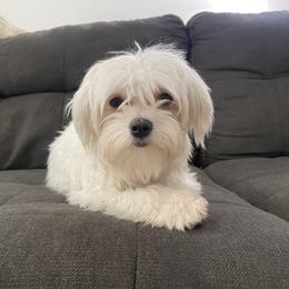 Maltese Puppies from B&O Maltese