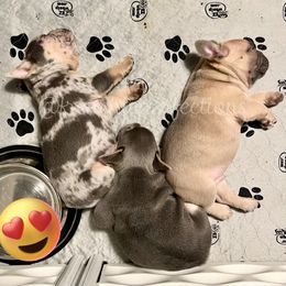 French Bulldog Puppies from Frenchie Perfection