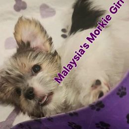 Maltese, Maltipoo, and Morkie Puppies from The Aristocratic Puppy Patch