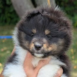 Lock - Black white and tan male Shetland Sheepdog puppy in La Porte City, Iowa from Kyrie Shetland Sheepdogs