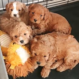 Cavapoo puppies from Cava Companions
