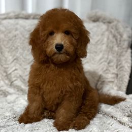 Hot Pink - Red  female Goldendoodle puppy in Monrovia, California from Fancy Paws Inc