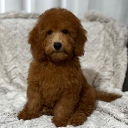 Hot Pink - Red  female Goldendoodle puppy in Monrovia, California from Fancy Paws Inc