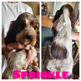 Sprinkle - Tri-Roan female English Springer Spaniel puppy in Spokane, Washington from Prairie Lane Springer Spaniels