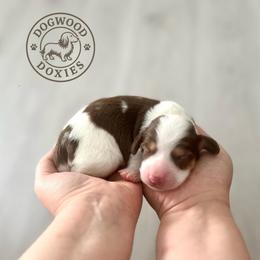 Butters - Piebald male Dachshund puppy in Monroe, North Carolina from Dogwood Doxies