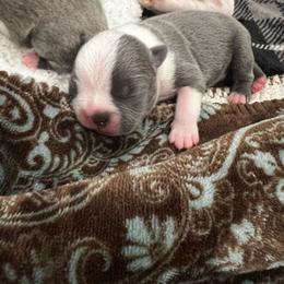 Boy 4 Blue - Blue male Boston Terrier puppy in Coopertown, Tennessee from Toon’s Boston Terriers